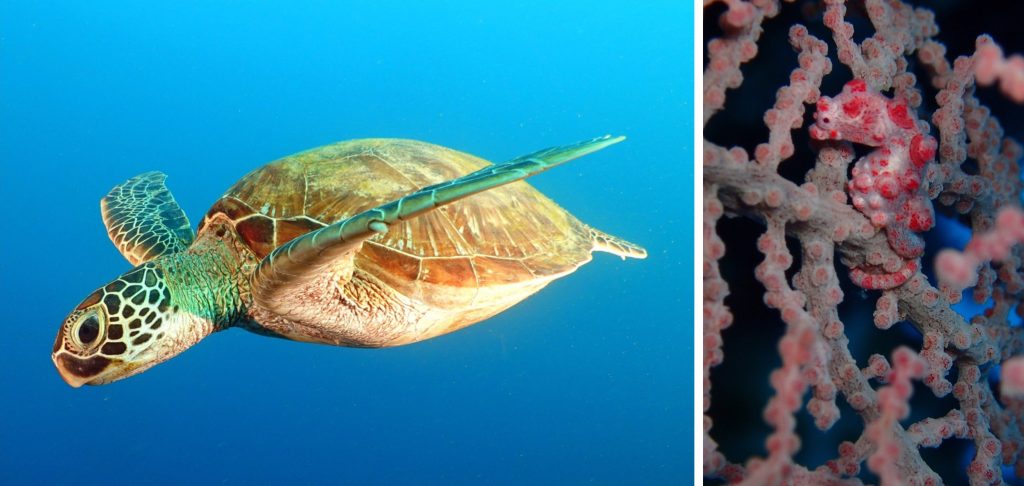 獨立礁海龜/海馬,墾丁潛水