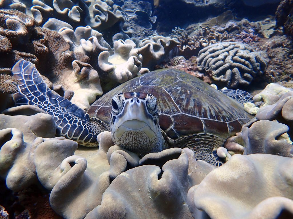 海龜,墾丁潛水