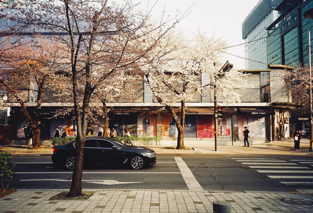 首爾租車首圖，一台黑色的車停在首爾路上，櫻花樹在路邊