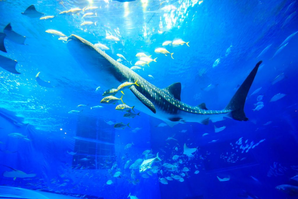 Okinawa Churaumi Aquarium, Exploring Ocean Wonders in Okinawa's Spectacular Underwater World.