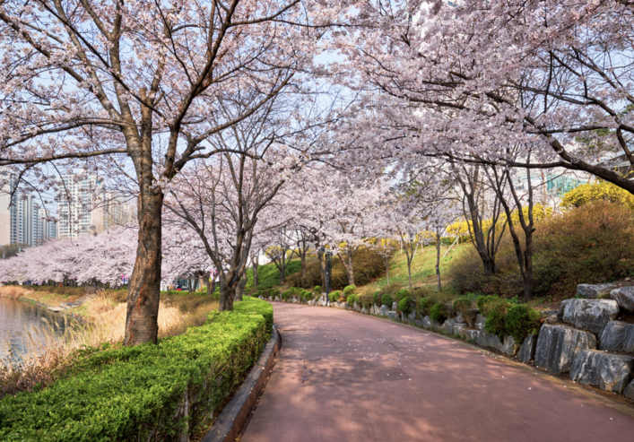 首爾熱門景點，首爾公園，道路兩旁有茂密的櫻花樹