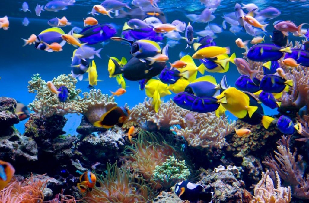 美しいサンゴ礁やカラフルな熱帯魚が群れを成して泳ぎ回っています。