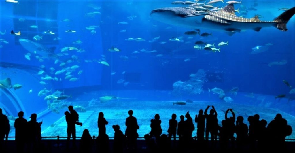 沖縄旅行の人気観光スポット-沖縄美ら海水族館の内部です。