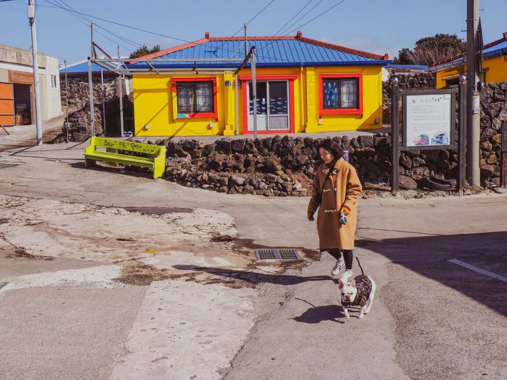 The picture shows a woman in a coat walking a dog on Jeju Island.