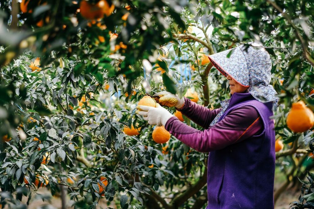 Jeju Island Farmer Harvesting Fresh Oranges in Vibrant Orange Garden.