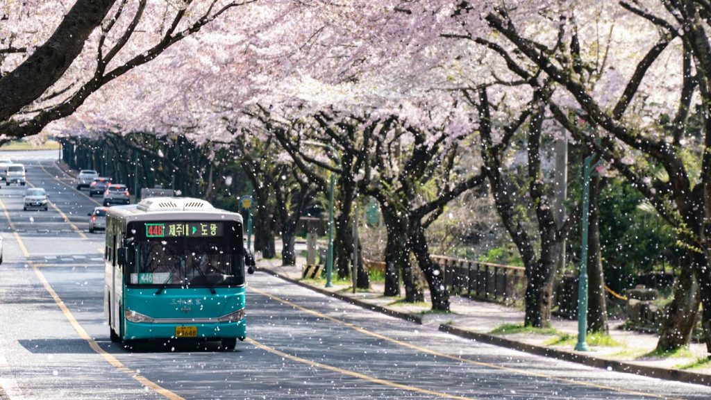 濟州島公車行駛在路上，櫻花散落，濟州島自由行的交通方式之一