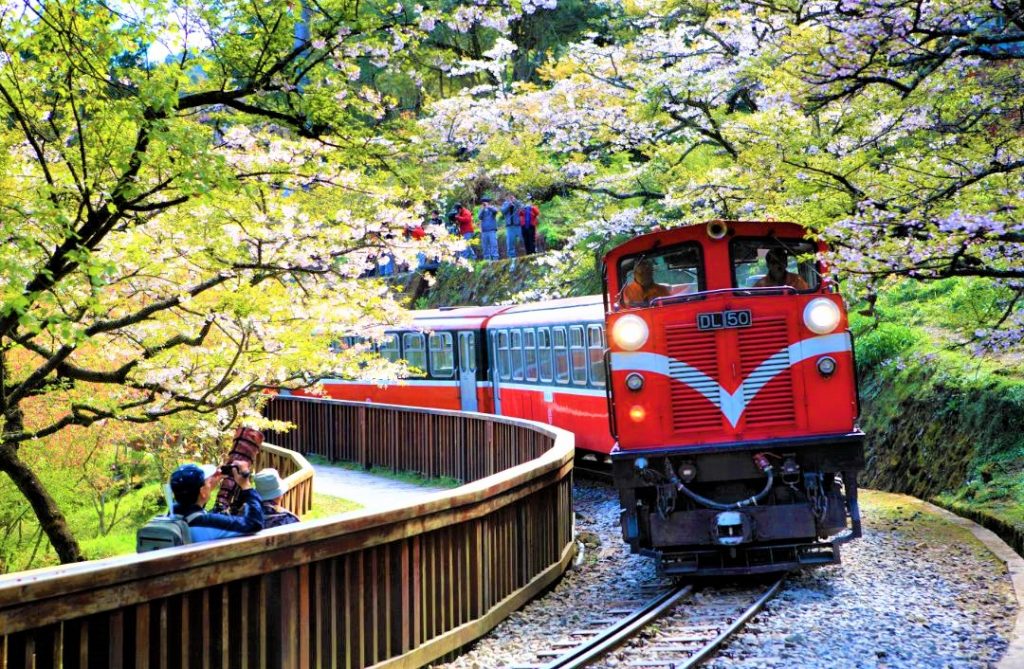 台湾旅行の人気観光スポットー阿里山の有名な森林鉄道の写真です。