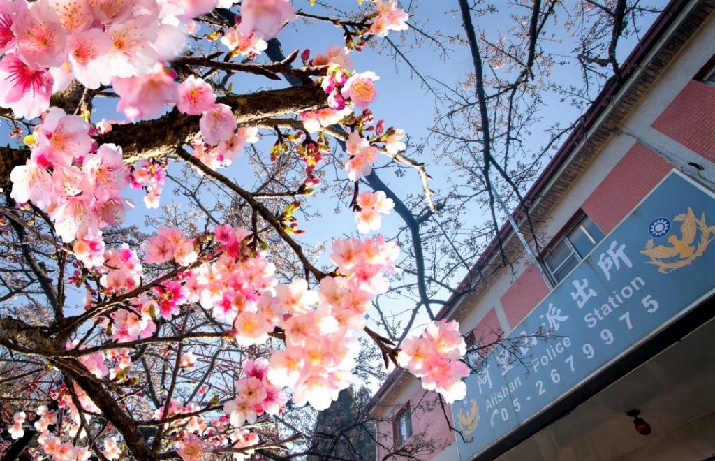 阿里山の桜の季節です。