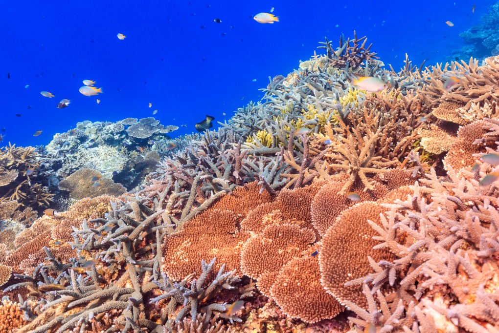Okinawa's Marine Wonderland, Coral and Seaworld, Dive into the Aquatic Wonders of Okinawa's Ecosystem.